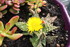 FLEURS DU JARDIN