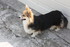 CHIENS