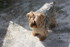 CHIENS