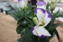 QUELQUES FLEURS