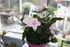 QUELQUES FLEURS