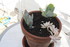 RECHERCHE AMATEURS DE PLANTES 