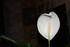 FLEUR