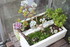 LES SUCCULENTES A L' ABRI DANS