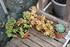 LES SUCCULENTES A L' ABRI DANS