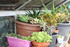 LES SUCCULENTES A L' ABRI DANS