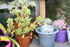LES SUCCULENTES A L' ABRI DANS
