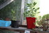 LES SUCCULENTES A L' ABRI DANS