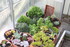 LES SUCCULENTES A L' ABRI DANS