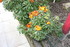 FLEURS