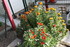 FLEURS