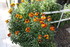 FLEURS