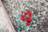 FLEURS