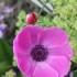 FLEURS DU JARDIN