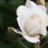 LES FLEURS SONT PERISSABLES