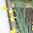 ENCORE DES FLEURS