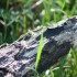 SOUCHES DE BOIS