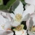 PREMIERES FLEURS DE MES 2 POMMIERS
