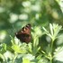 PAPILLONS ET FLEURS DES CHAMPS