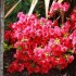 AZALEES DU JARDIN