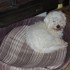 MES CHIENS DANS LEURS PANIERS