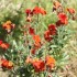 FLEURS DE JARDIN