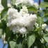 DE BELLES FLEURS COMME JE LES AIME