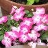 IMPATIENTS ET AUTRES FLEURS DU JARDINS