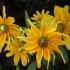 FLEURS DU JARDINS DES VOSGES
