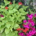 CONNAISSEZ-VOUS LE NOM DE CES FLEURS