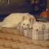 CHIENS ET CHAT