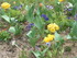 TULIPES-COQUELICOTS et autres fleurs