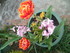 FLEURISSEMENT DE NOTRE JARDIN
