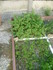 JARDIN , JARDINER , JARDINIER .