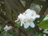 FLEURS DE POMMIERS
