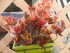 KALANCHOE