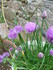 BELLES FLEURS