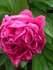 PIVOINES et autres