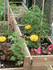 MINI-POTAGER