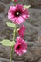 ROSES TREMIERES