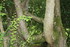 REVES DE BOIS