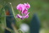 POUR QUELQUES FLEURS