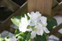 FLEURS DU JARDIN