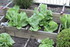 MINI-POTAGER et FLEURS AU JARDIN