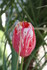 QUELLES FLEURS