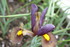 IRIS DU JARDIN