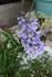 QUELQUES FLEURS
