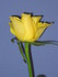 QUELQUES FLEURS