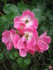 FLEURS DES JARDINS