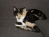 LES CHATS DE LA FAMILLE